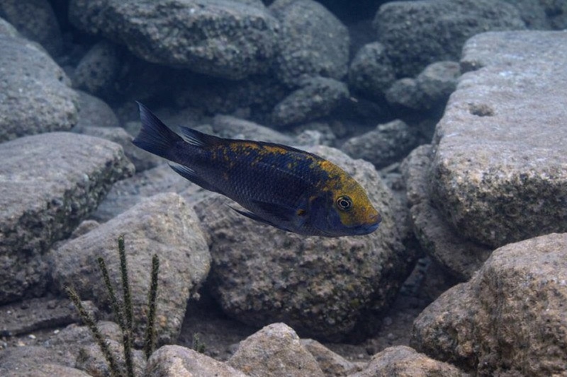 Petrochromis sp. 'kasumbe' Kigoma